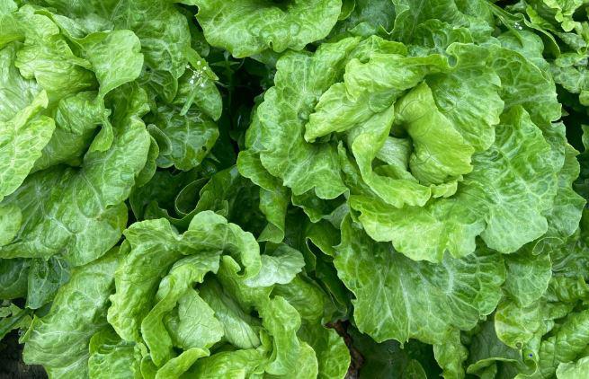 深圳送菜公司為您講解：為什么綠葉蔬菜不宜長(zhǎng)時(shí)間燜煮？