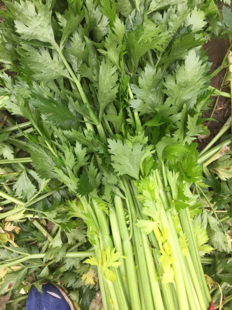 惠州生鮮蔬菜配送?中心為您科普芹菜的營養(yǎng)價(jià)值。